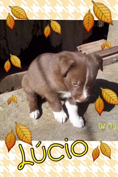 Cachorro ra a SRD idade Abaixo de 2 meses nome LÚCIO