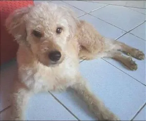 Cachorro raça SRD idade 1 ano nome Sara