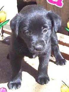 Cachorro raça SRD idade Abaixo de 2 meses nome BABI