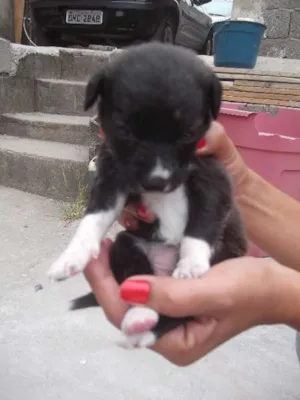 Cachorro raça SRD idade Abaixo de 2 meses nome Filhote Sem Lar 