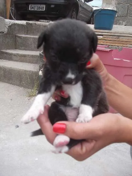 Cachorro ra a SRD idade Abaixo de 2 meses nome Filhote Sem Lar 