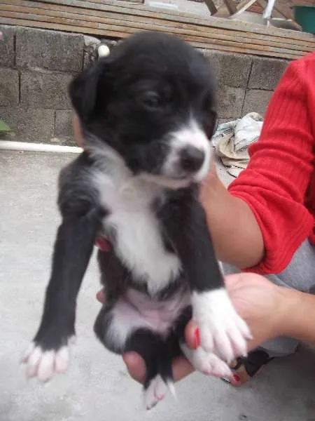 Cachorro ra a SRD idade Abaixo de 2 meses nome Filhote Sem Lar 