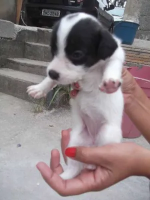 Cachorro raça SRD idade Abaixo de 2 meses nome Filhotinha precisa 