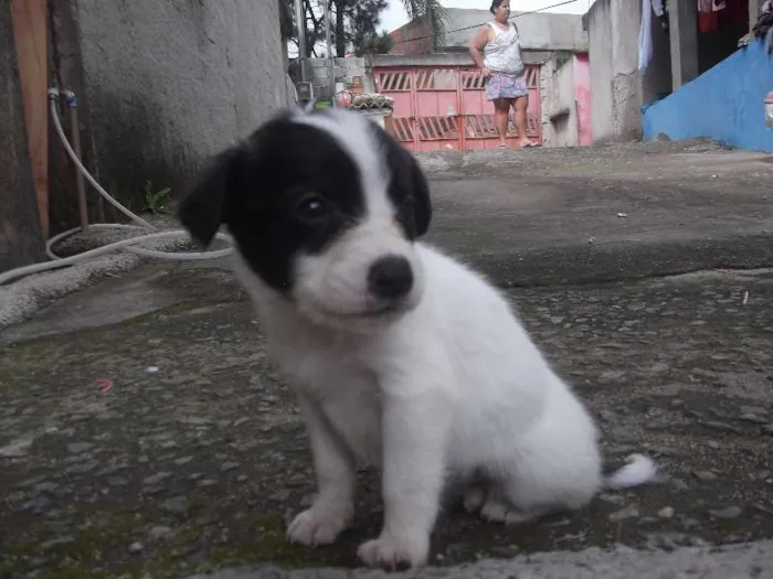 Cachorro ra a SRD idade Abaixo de 2 meses nome Filhotinha precisa 
