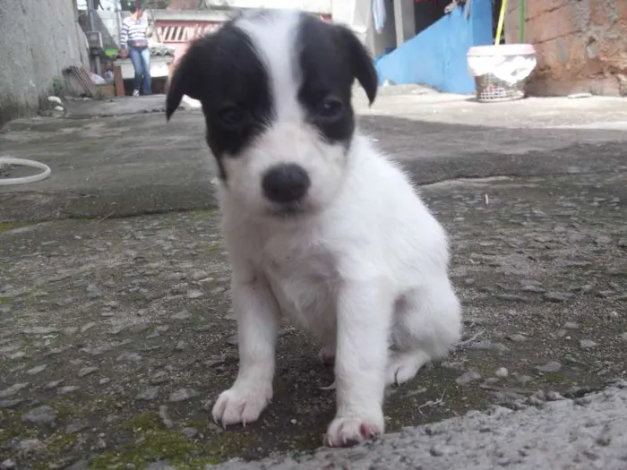 Cachorro ra a SRD idade Abaixo de 2 meses nome Filhotinha precisa 