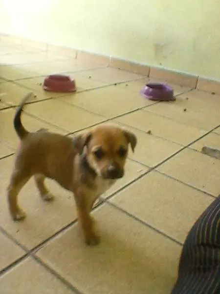 Cachorro ra a SRD idade Abaixo de 2 meses nome princesa 