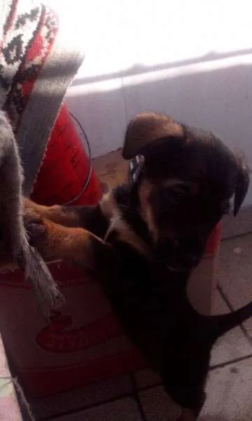 Cachorro ra a SRD idade Abaixo de 2 meses nome Garota 
