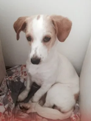 Cachorro raça SRD idade 7 a 11 meses nome Hanna