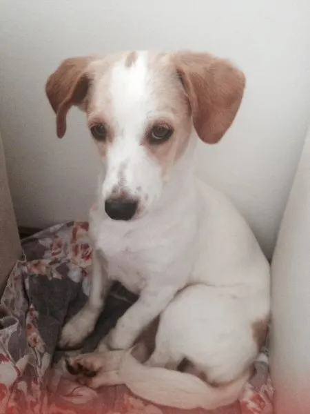 Cachorro ra a SRD idade 7 a 11 meses nome Hanna