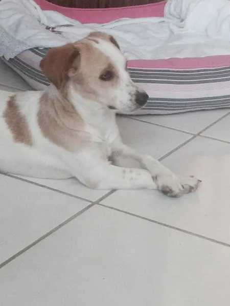 Cachorro ra a SRD idade 7 a 11 meses nome Hanna