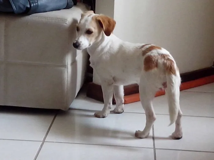Cachorro ra a SRD idade 7 a 11 meses nome Hanna