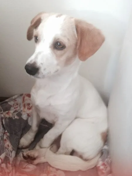 Cachorro ra a SRD idade 7 a 11 meses nome Hanna