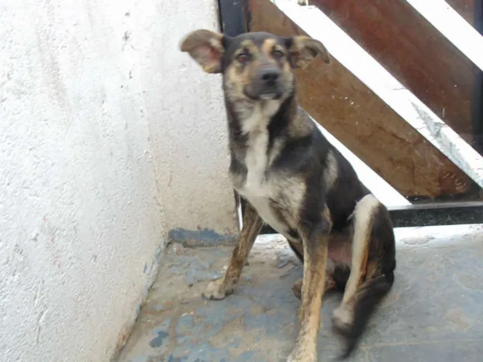 Cachorro ra a COMUM idade 7 a 11 meses nome FERRUGEM