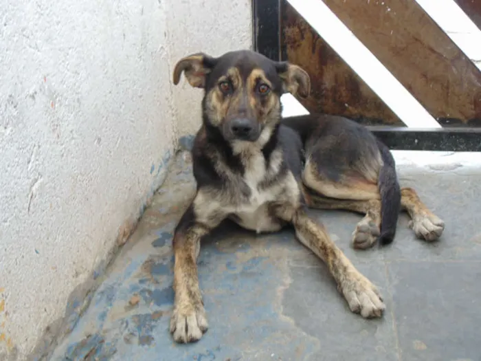 Cachorro ra a COMUM idade 7 a 11 meses nome FERRUGEM