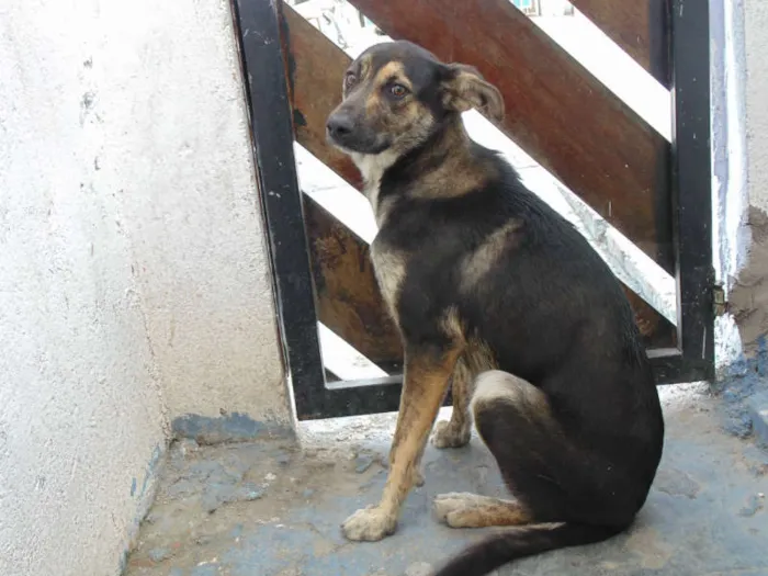 Cachorro ra a COMUM idade 7 a 11 meses nome FERRUGEM