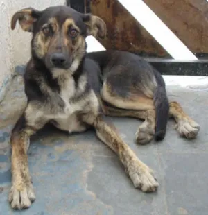 Cachorro raça COMUM idade 7 a 11 meses nome FERRUGEM
