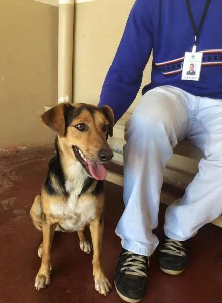 Cachorro ra a SRD idade 1 ano nome Campeã