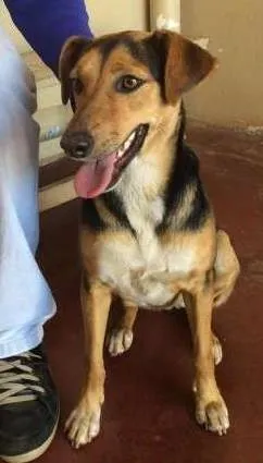 Cachorro ra a SRD idade 1 ano nome Campeã