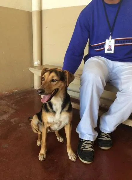 Cachorro ra a SRD idade 1 ano nome Campeã
