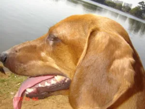 Cachorro raça Dachshund idade 5 anos nome Bruce