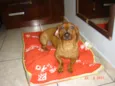Cachorro raça Dachshund idade 5 anos nome Bruce