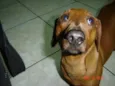Cachorro raça Dachshund idade 5 anos nome Bruce