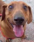 Cachorro raça Dachshund idade 5 anos nome Bruce