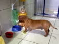 Cachorro raça Dachshund idade 5 anos nome Bruce