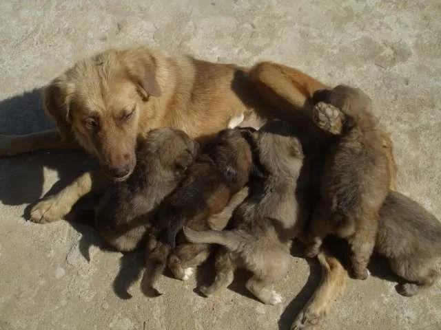 Cachorro ra a VIRA LATAS idade 2 a 6 meses nome SEM NOMES