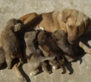 Cachorro raça VIRA LATAS idade 2 a 6 meses nome SEM NOMES