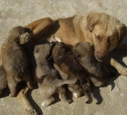Cachorro ra a VIRA LATAS idade 2 a 6 meses nome SEM NOMES