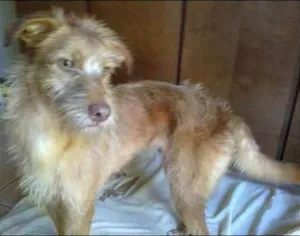 Cachorro raça SRD idade 1 ano nome SUNSHINE