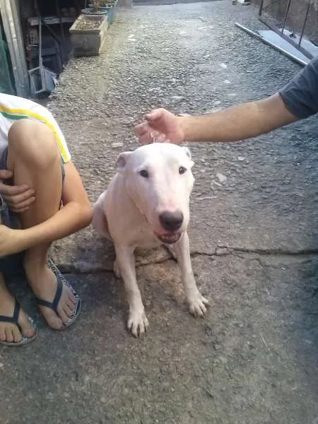 Cachorro ra a bull terrier idade 2 anos nome princesa
