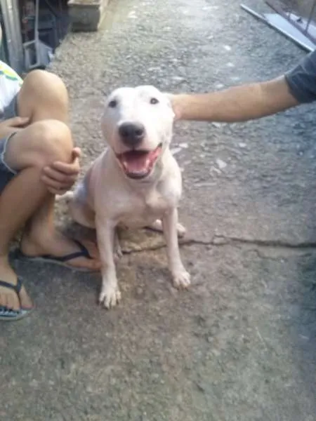 Cachorro ra a bull terrier idade 2 anos nome princesa