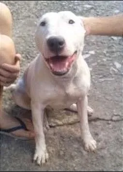 Cachorro ra a bull terrier idade 2 anos nome princesa