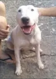 princesa