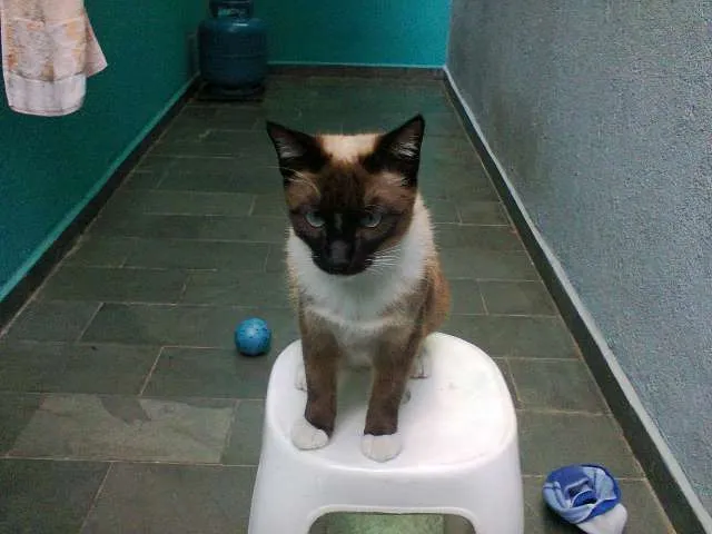 Gato ra a Siamês idade 7 a 11 meses nome Tom