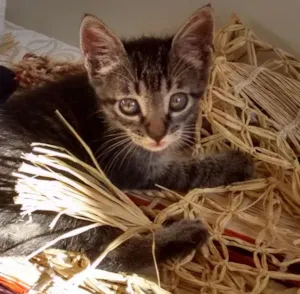 Gato raça SRD idade 2 a 6 meses nome Théo