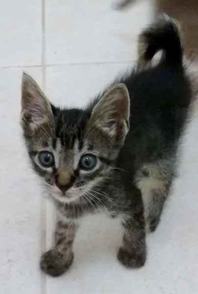 Gato raça SRD idade 2 a 6 meses nome Théo