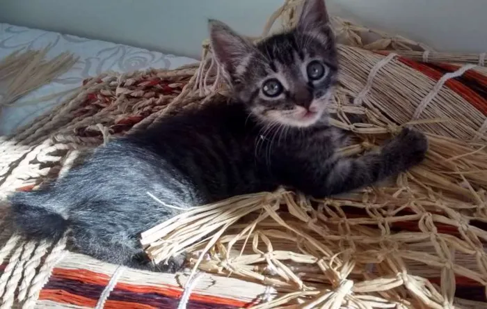 Gato raça SRD idade 2 a 6 meses nome Théo