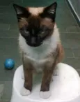 Tom