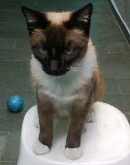 Gato ra a Siamês idade 7 a 11 meses nome Tom