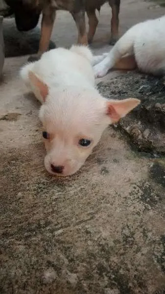 Cachorro raça viralata idade Abaixo de 2 meses nome vários