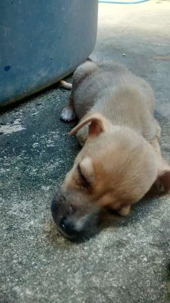 Cachorro raça viralata idade Abaixo de 2 meses nome vários