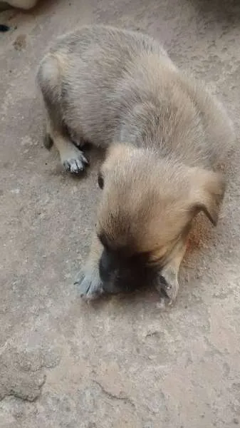 Cachorro raça viralata idade Abaixo de 2 meses nome vários
