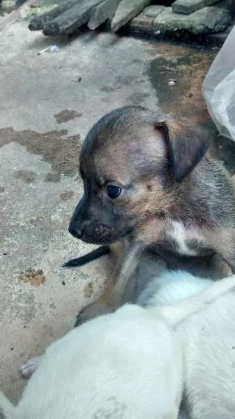 Cachorro raça viralata idade Abaixo de 2 meses nome vários