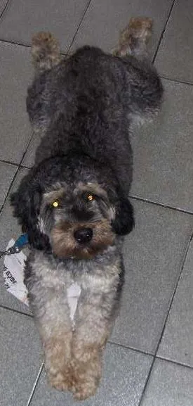 Cachorro raça Poodle c/ cocker idade 3 anos nome Breno