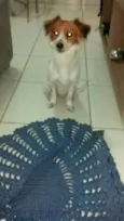 Menino