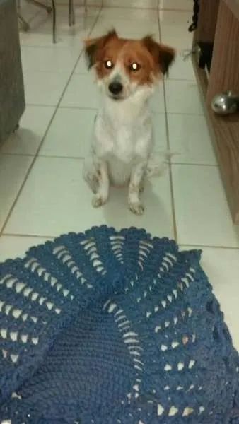 Cachorro ra a SRD idade  nome Menino
