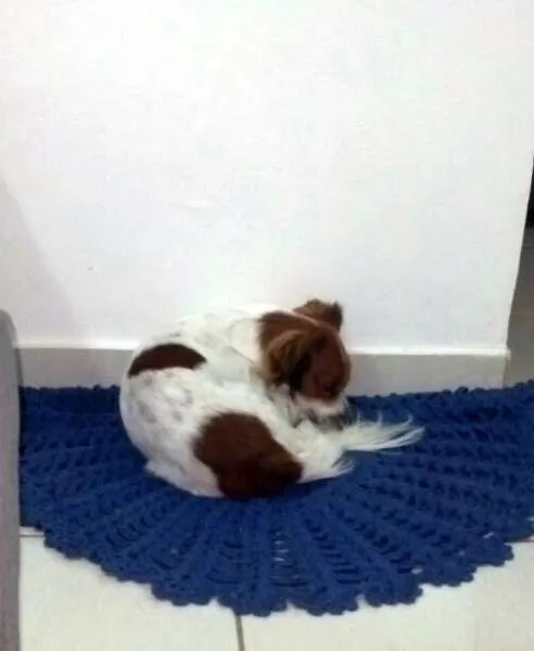 Cachorro ra a SRD idade  nome Menino